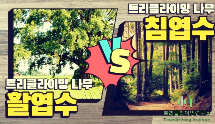  트리클라이밍 체험 할때 침엽수와 활엽수 어떤나무?