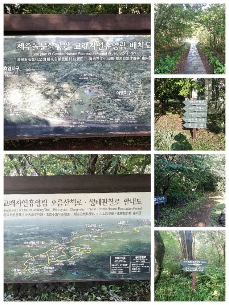  천연 원시림이 보존된 곳자왈 : 교래자연휴양림(큰지그리오름)