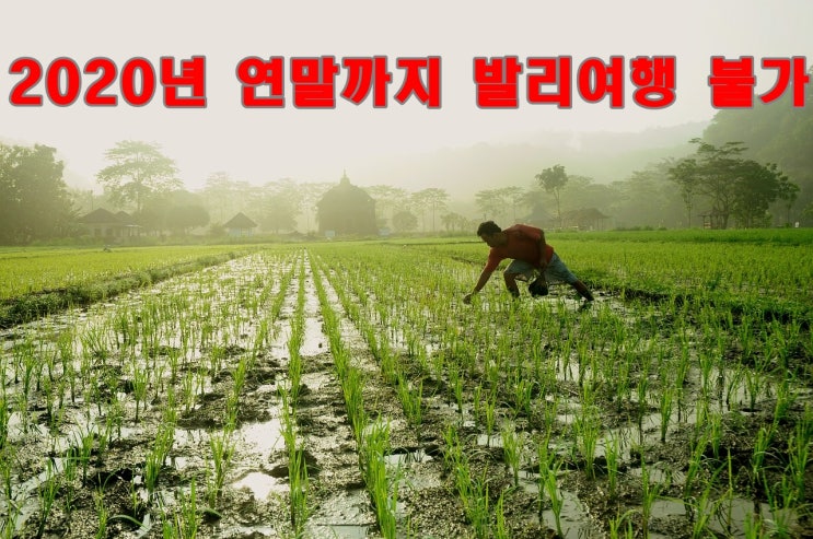  발리 여행 연말까지 코로나로 여행불가 - 발리인이여 농부로 돌아가라!