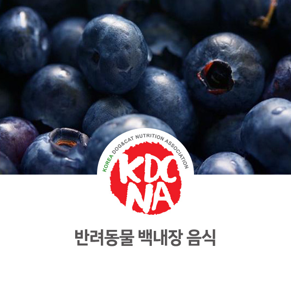  [쁘띠푸드가 알려주는 펫푸드 정보] 한국반려동물영양협회 최수연  펫영양사 : 강아지 고양이 백내장에 좋은 음식 상담_602