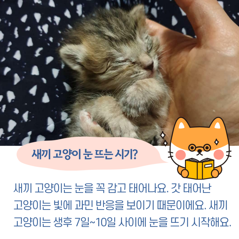 새끼고양이 눈뜨는 시기 궁금하시죠? : 네이버 블로그 새끼고양이 눈뜨는 시기 궁금하시죠? : 네이버 블로그