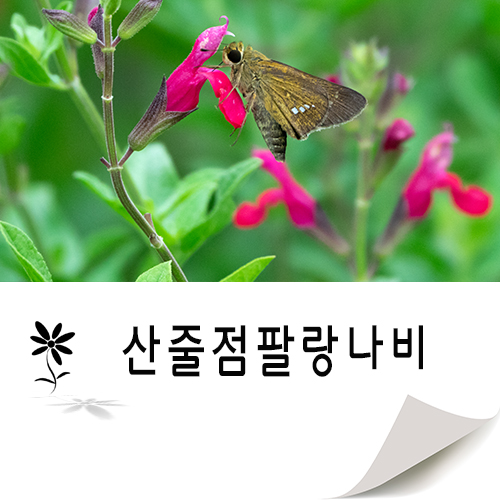 산줄점팔랑나비의 하루