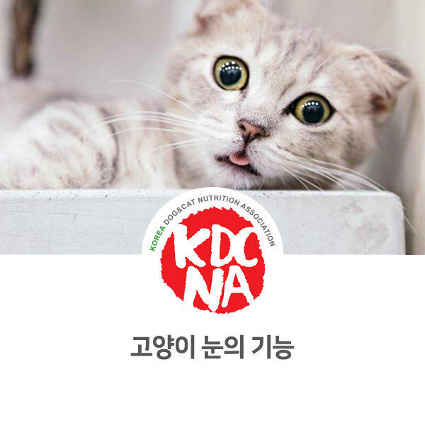 [수원 펫푸드 자격증] 쁘띠푸드가 알려주는 고양이 눈, 시력, 구조에 대해 알아보자_599