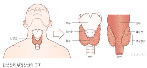  갑상선 전절제와 칼슘부족