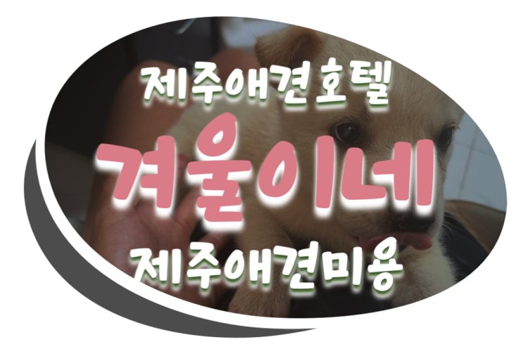  제주 애견미용&애견호텔 겨울이네