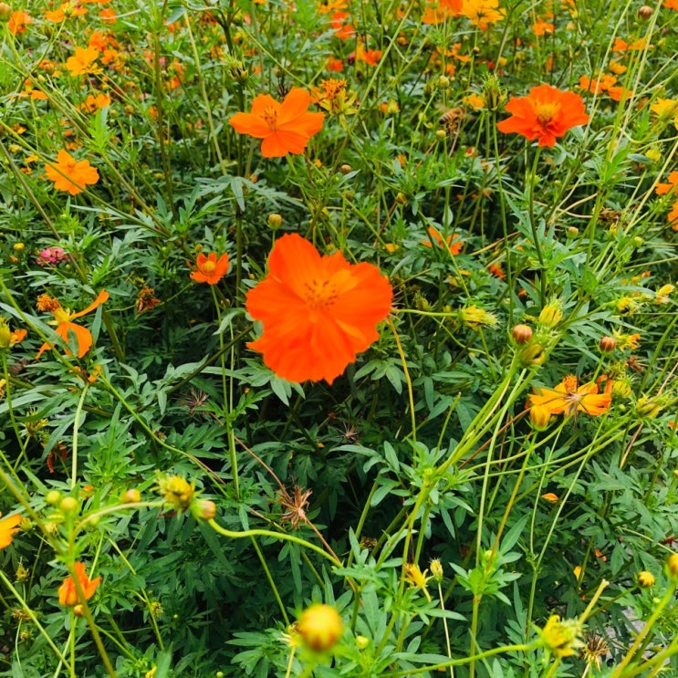 날이 좋아서 산책하며 여유로운 하루 보내기