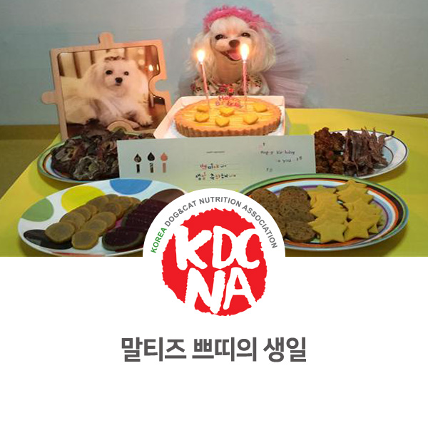  [반려동물 영양사 자격증] 수원 펫푸드자격증 교육 쁘띠푸드 생일 파티와 케이크_603