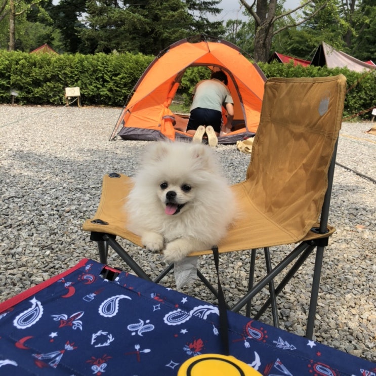  [애견동반캠핑]강아지와 1박2일 캠핑가기, 청평 와이캠핑장 솔직후기