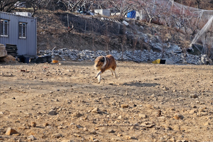  대구애견카페 대구애견펜션 대구요를레이 알프스 나함카페