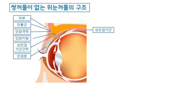  쌍꺼풀이 생기는 원리 (feat.쌍꺼풀 나만 없는 이유 )