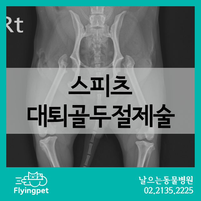 장재영외과동물병원 다리검진 후기 / 9