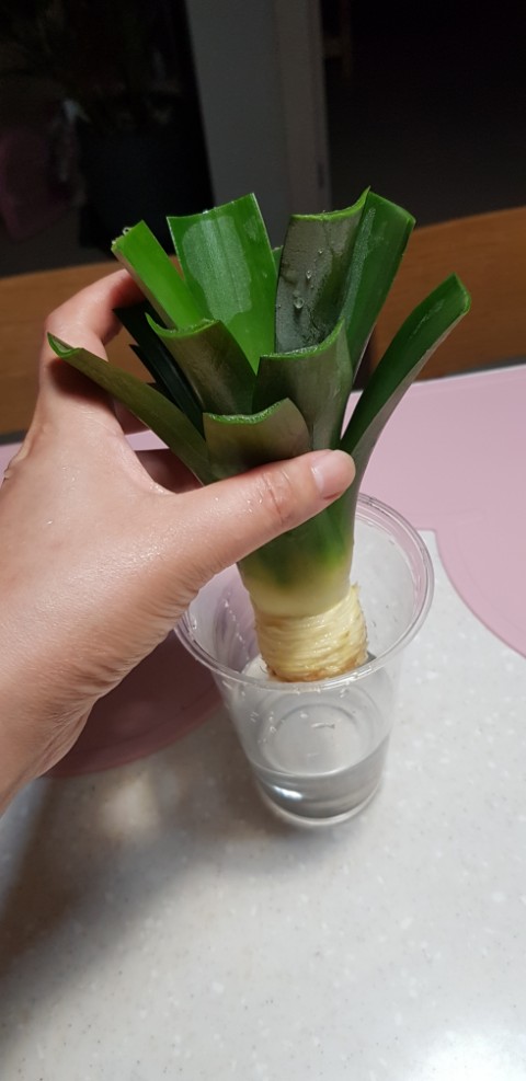  파인애플키우기,파인애플수경재배