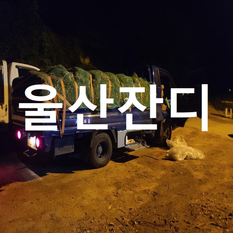 야간에 울산 잔디 배송했어요