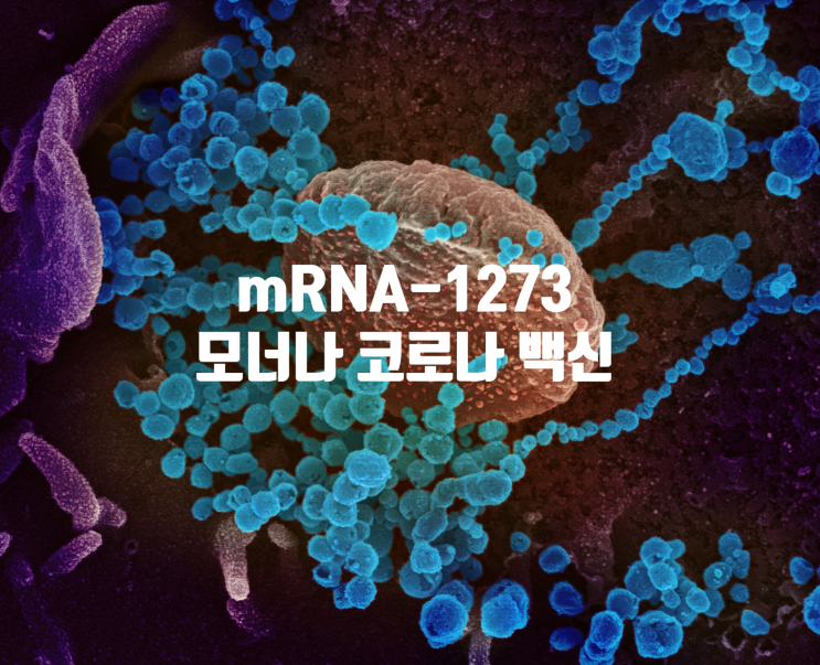코로나바이러스 mRNA-1273 백신 안전한 면역반응
