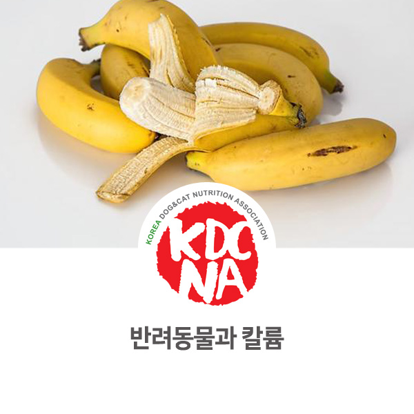  [전주 펫푸드 자격증] 반려밥상이 알려주는 반려동물 칼륨 영양소_604