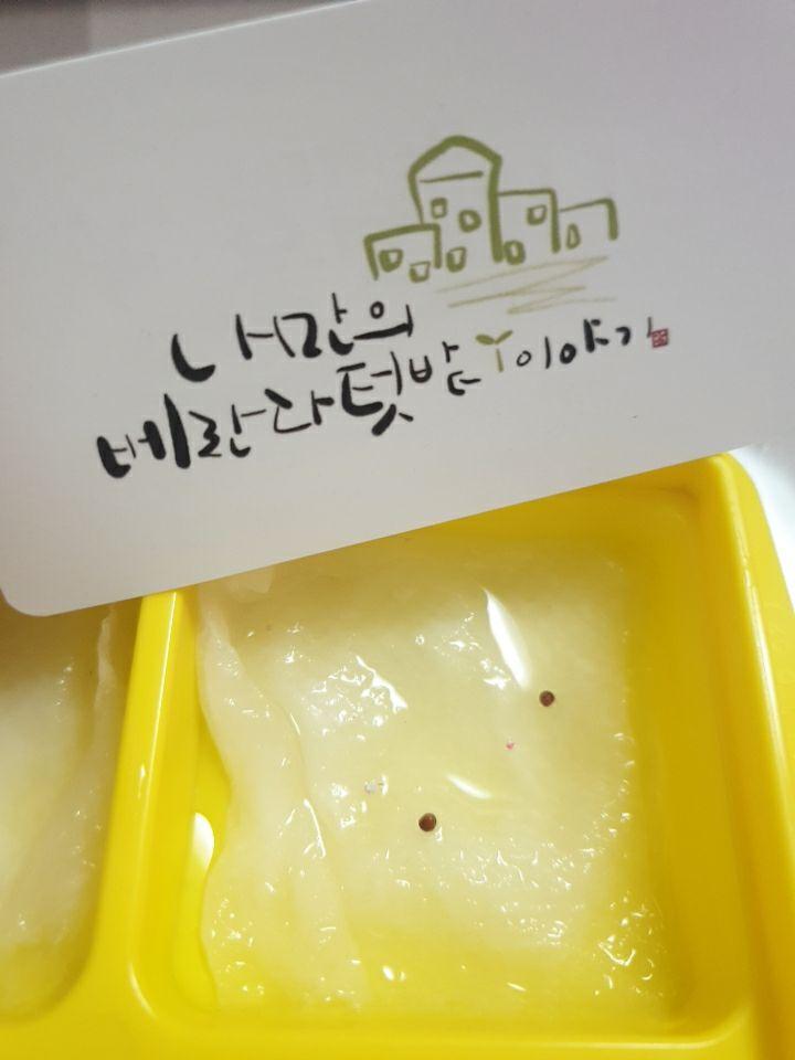  수경재배) 빨강배추, 아바타상추, 배무채, 근대 솜파종