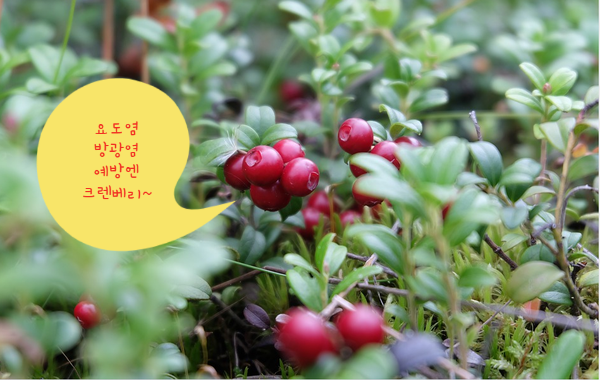 비뇨기계 질환 예방엔 뉴트리코스트 크렌베리