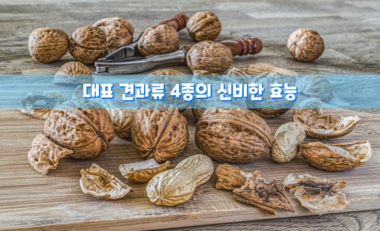 대표 견과류 4종의 신비한 효능 대표 견과류 4종의 신비한 효능