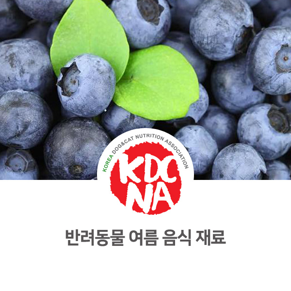  [전주 펫푸드 자격증] 반려밥상 이정숙 펫영양사가 알려주는 강아지 고양이 여름 음식_608