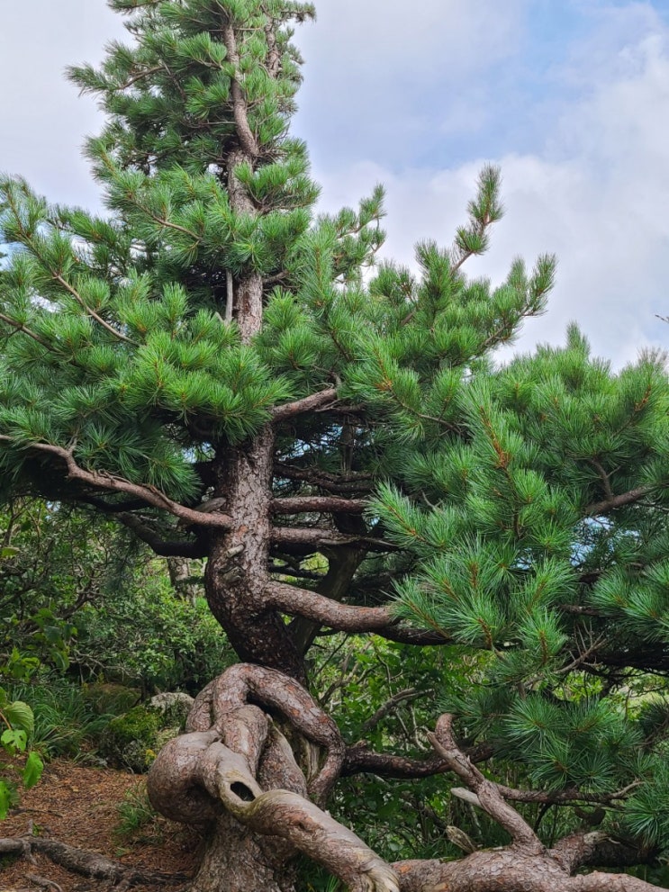  설악산 등산하면서(한계령 코스~대청봉~ 오색코스) 만난 명품 소나무