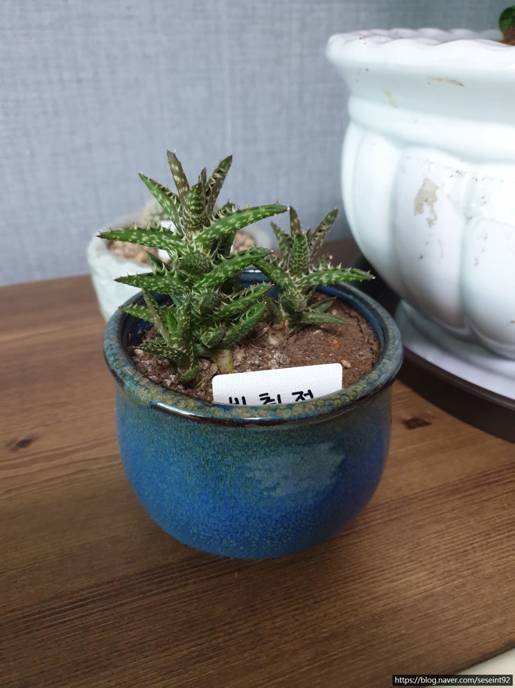 반려 식물) 금황환, 비취전 반려 식물) 금황환, 비취전