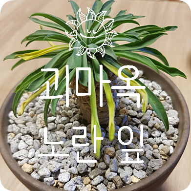  괴마옥 키우기 #3 잎이 노랗게 변한 괴마옥 원인 추측 4가지 (+주의사항, 물고픔 확인하는 방법)
