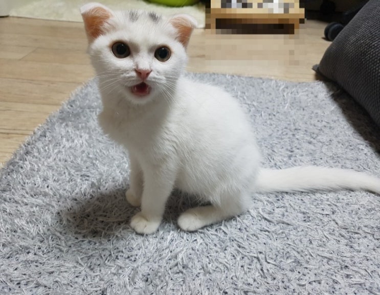  내 인생에 끼어든 스코티시 폴드 고양이 2편(feat. 복막염)