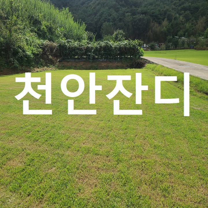  문화도시 천안 잔디 배송해드렸어요