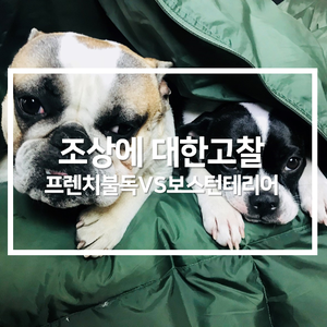  프렌치불독 보스턴테리어의 고찰