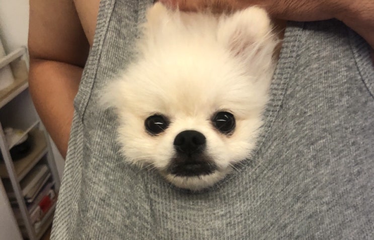  [강아지 훈련] 앉아 엎드려 코 빵야까지!! 장난꾸러기 토리도 성공했습니다 ㅎㅎ