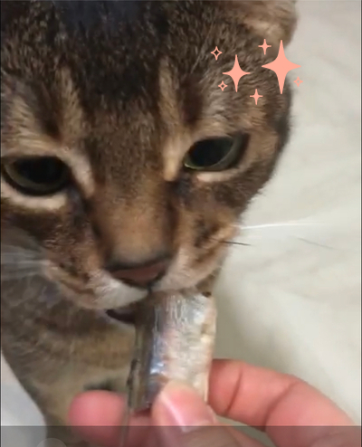  고양이 간식, 마도로스펫 열빙어 순삭 후기