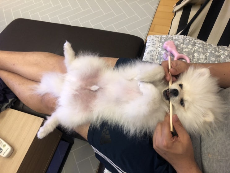  [치과상식] 강아지 잔존유치 꼭 발치해야하나요??
