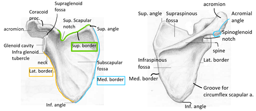  [뼈대계통 - 골학] 3. 팔이음뼈(shoulder girdle)