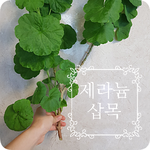  제라늄 키우기 #1 제라늄 삽목하기