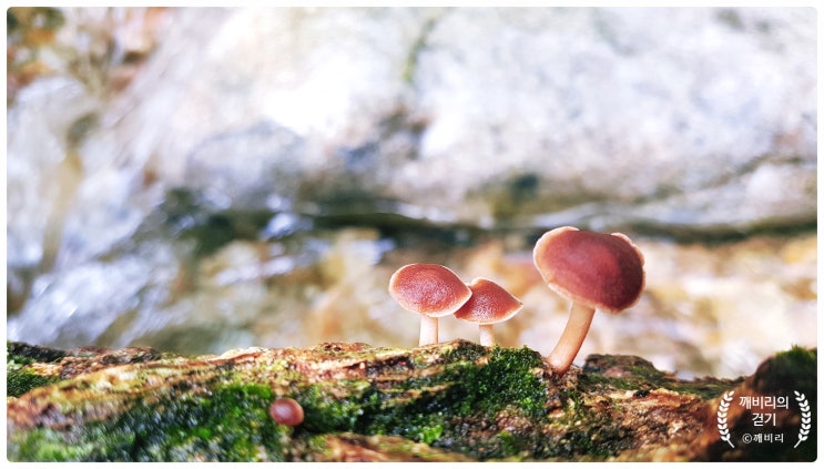 용문산 계곡에서 물놀이 사진 명소 벽화마을