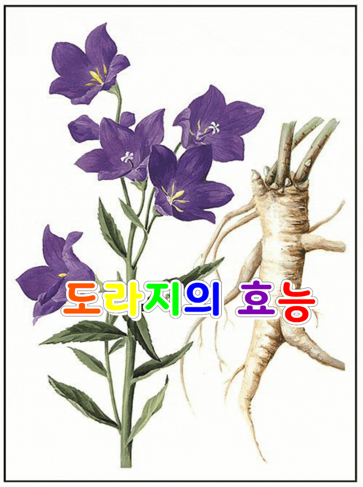 도라지의 효능 도라지의 효능
