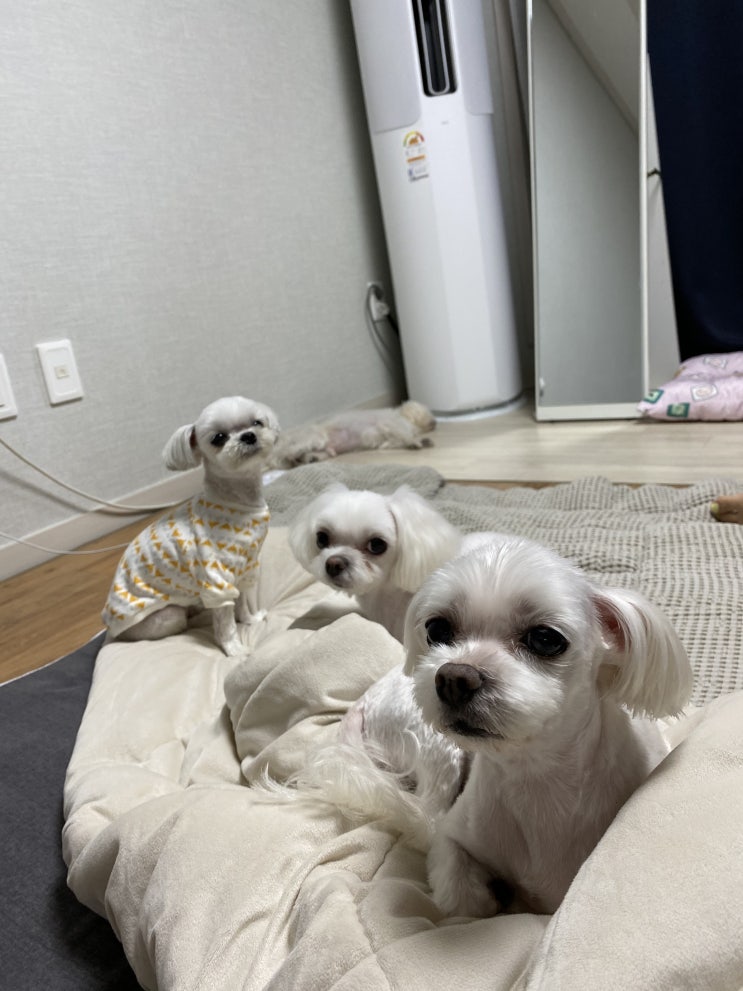  우리집 반려견2마리 친구반려견2마리