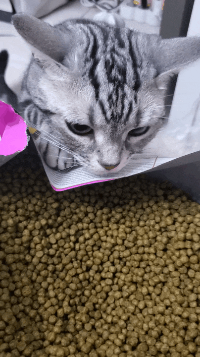 고양이 대용량 사료 소분하는 방법: 산패, 눅짐 없는 사료로 소분하기