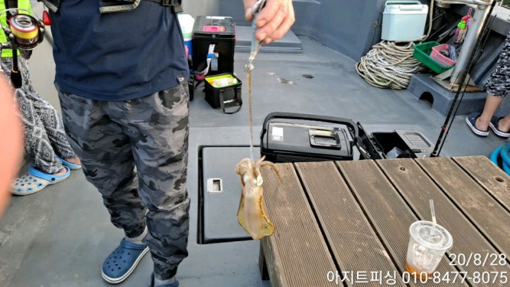  20년 거제도 무늬오징어 시즌 스타트.