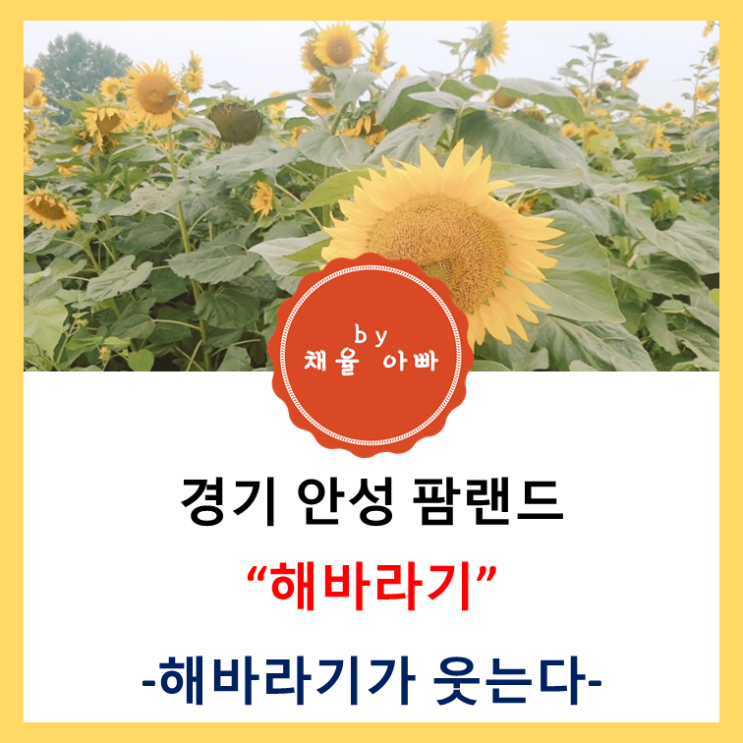  [경기]안성 팜랜드 1탄 해바라기로 코로나도 힐링!