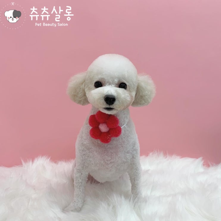  츄츄살롱[덕천푸들/부산푸들/부산북구푸들/만덕푸들/구포푸들/덕천푸들미용/부산푸들미용/만덕푸들미용/화명동푸들미용/부산북구애견미용/북구애견미용/부산애견미용잘하는곳/부산애견미용실추천]