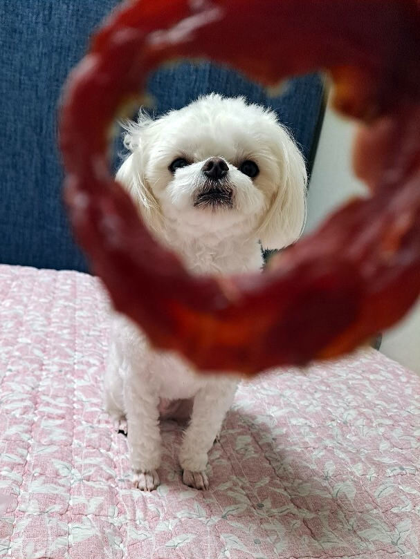  강아지껌 더나은펫 육포츄 애견수제간식 추천