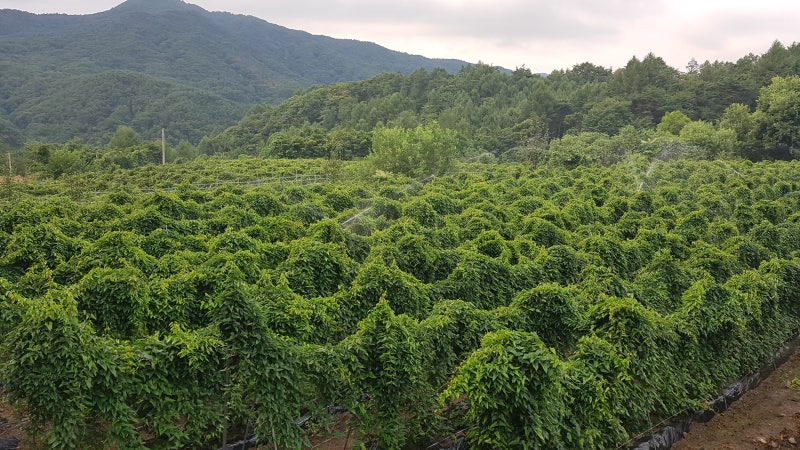 환자식으로도 좋은 면역력 높이는 음식 산마효능과 산마 분말 마가루 : 네이버 블로그