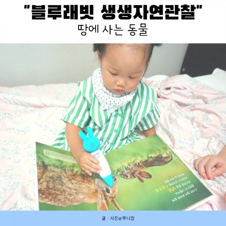  유아전집 토끼와 말 관찰해볼까요? with 블루래빗 생생자연관찰