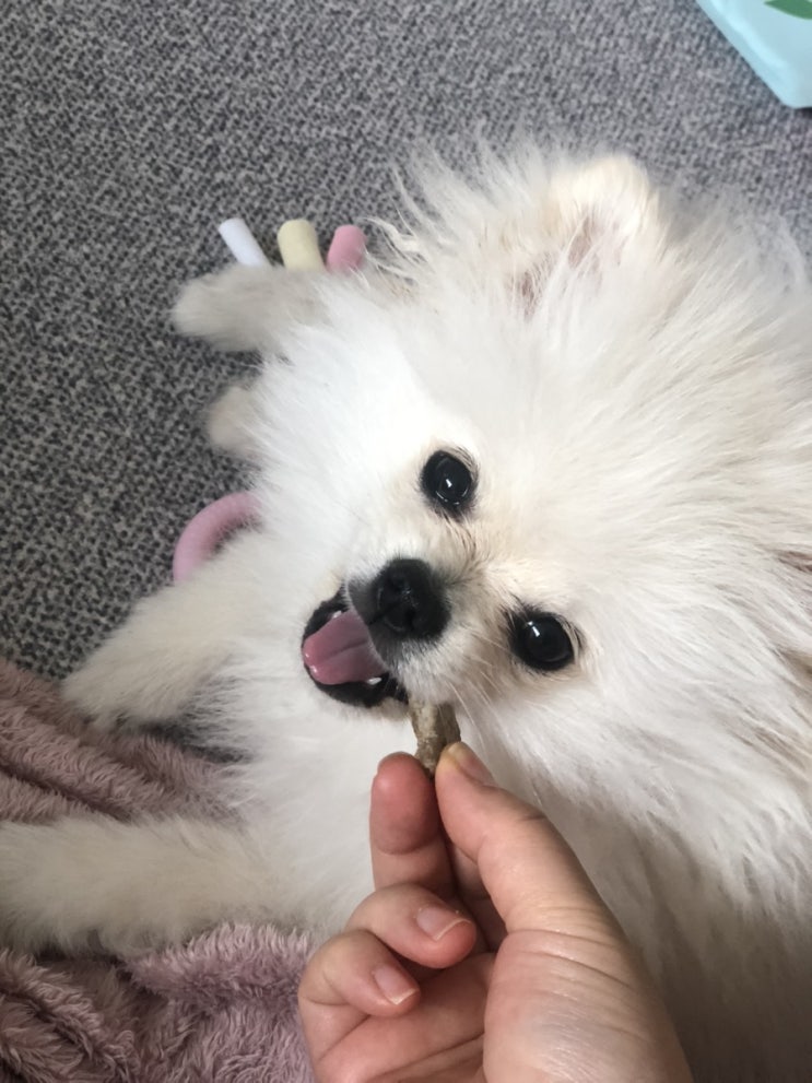  [강아지육아정보] 강아지 사료양 어느정도가 적당할까요?