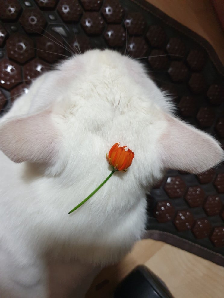  꽃냥