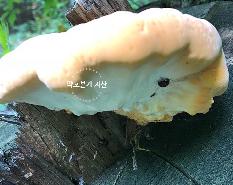 참나무 버섯 약용 버섯과 못 먹는 참나무 버섯 : 네이버 블로그 참나무 버섯 약용 버섯과 못 먹는 참나무 버섯 : 네이버 블로그