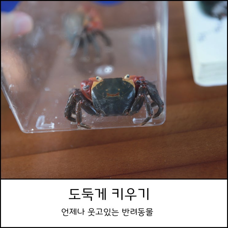  도둑게 키우기 : 먹이와 환경 준비