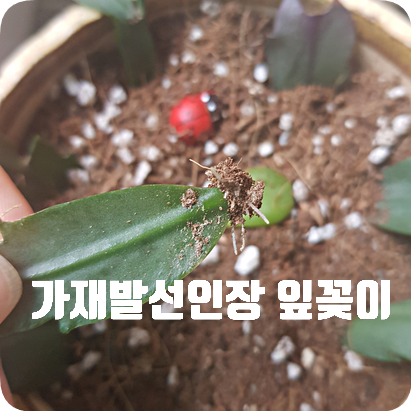  가재발선인장 키우기 #1 가재발 선인장 잎꽂이 (+게발 선인장과 구별하는 방법)