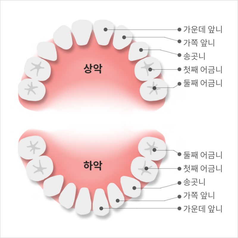광명소아치과유명한곳 유치가 빠지는 시기는?